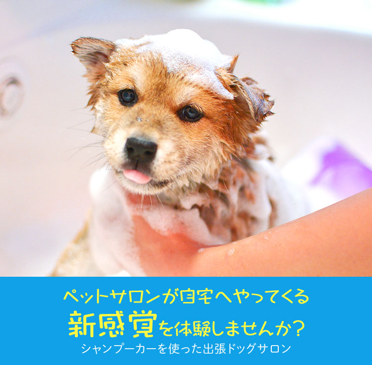 愛犬をシャンプーしてくれる横浜の出張ペットサロン|アイドッグ